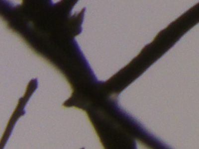 Fujifilm FinePix HS10: ultrazoom roku?