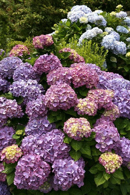 Azorské ostrovy – svátek fotografie: II.