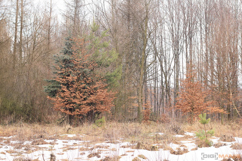 Srovnávací test pevných 50mm objektivů