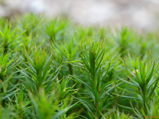 Sony Cyber-shot HX20V: umí snad všechno