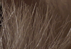 Sony SLT-A77: megapixelový přeborník