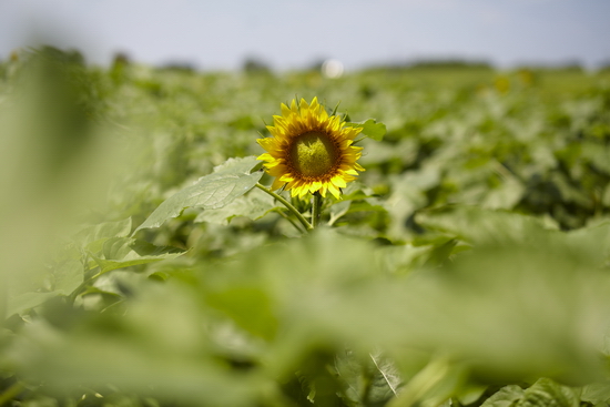 Samyang oznamuje nové objektivy 50mm F1,4 a 50mm T1,5