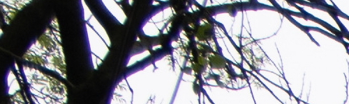 Canon RF 24-105mm f/4 L IS USM