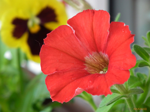 Fujifilm FinePix HS10: ultrazoom roku?