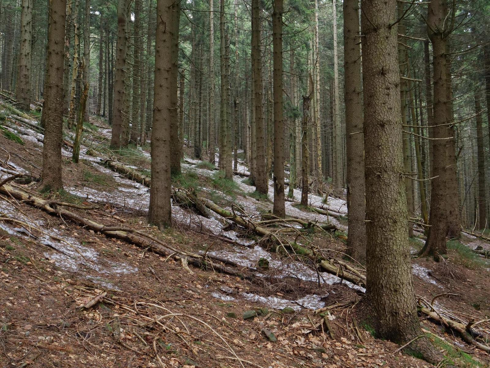 Panasonic Lumix GH5: video-profesionál