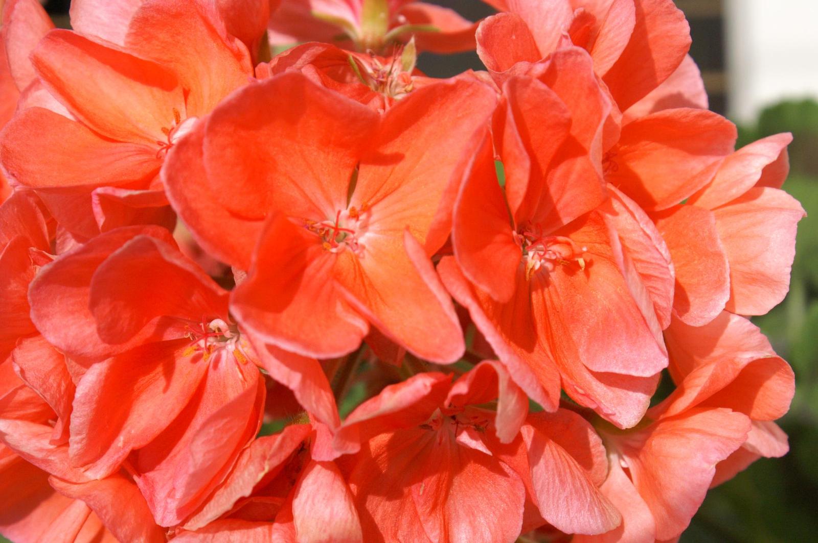 Odlehčená verze Dynaxu nezklamala