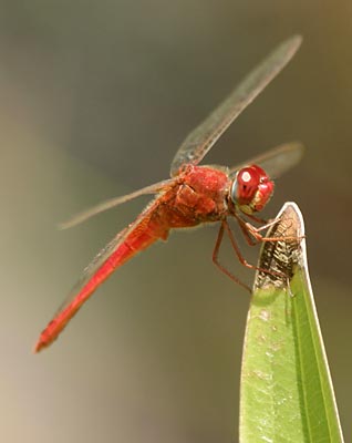 Jaký digitální fotoaparát na dovolenou? – 5.díl