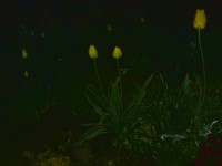 Téma pro tento měsíc - Jak fotí fotomobily, díl II.