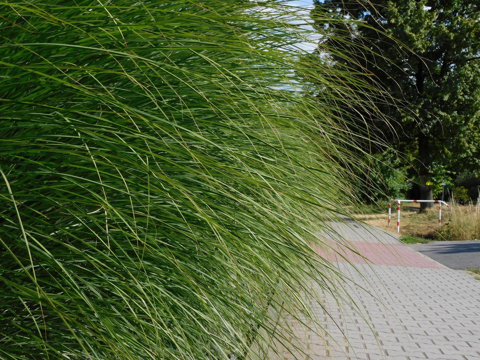 Nikon Coolpix B600: kamarád do přírody