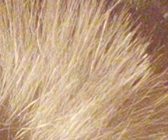 Samsung EX1: příjemné překvapení