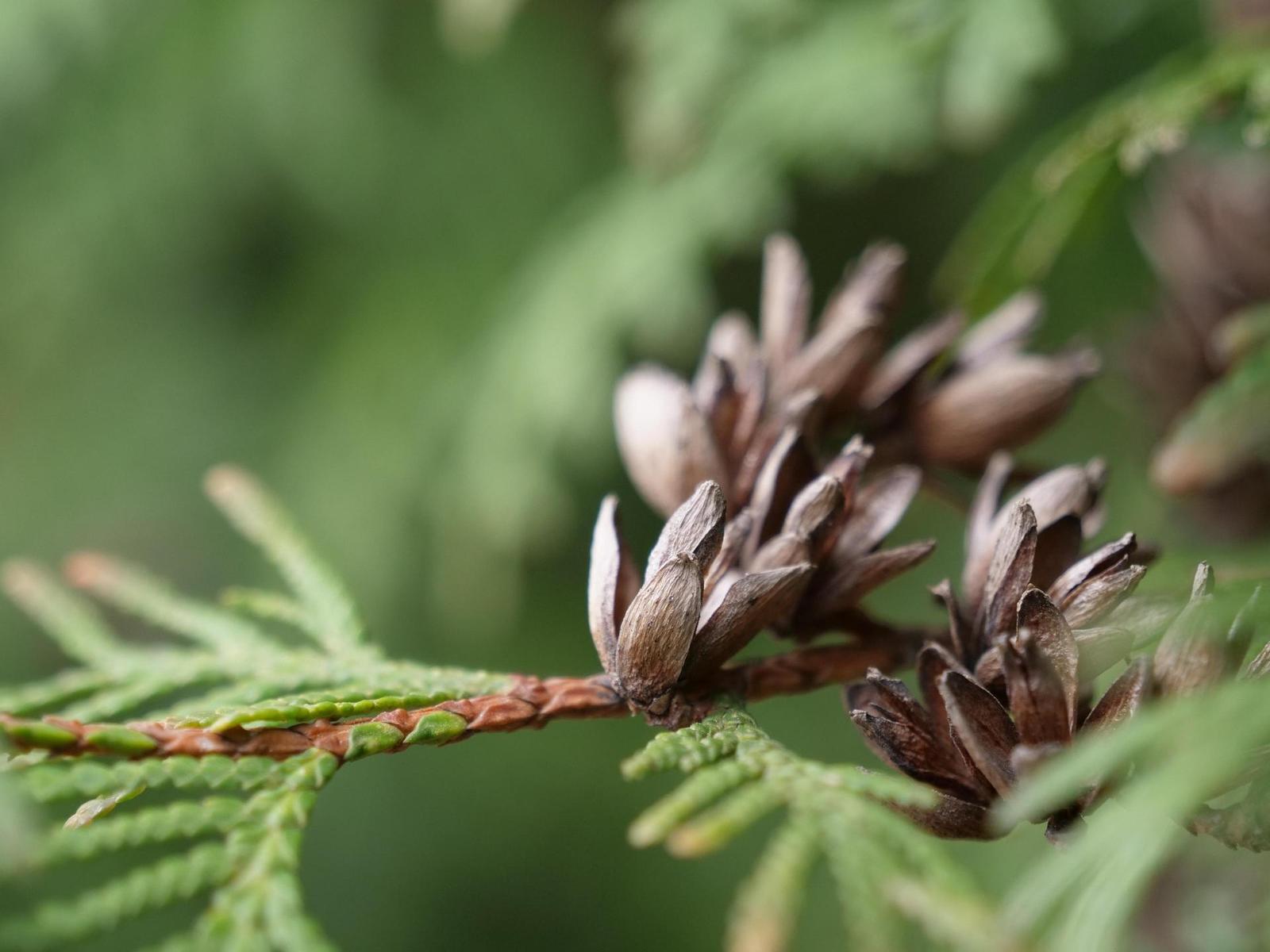 Panasonic Leica DG Vario-Elmarit 12-60mm / F2.8-4.0 ASPH. / Power O.I.S.