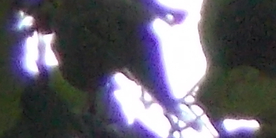 Nikon Coolpix L810: pro nenáročné