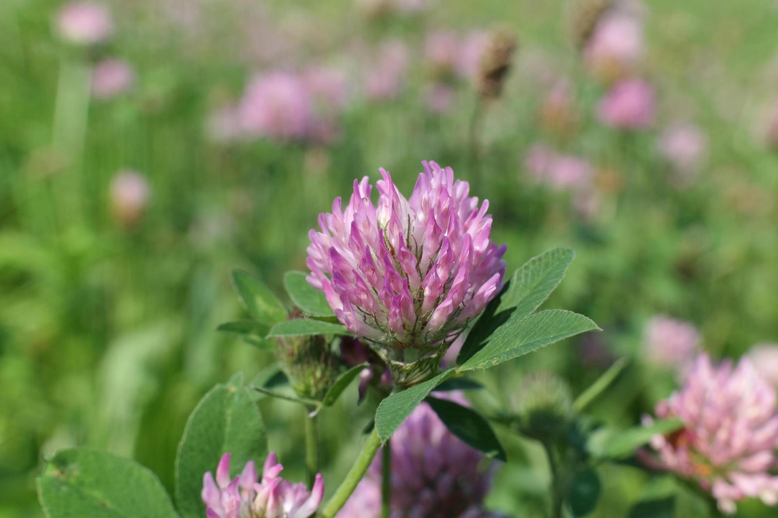 Olympus OM Zuiko 28mm f/2.8 (OM)