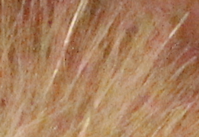 Canon EOS 60D: na pomezí dvou světů