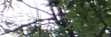 Minolta MD Rokkor 45mm F2.0 (MD)