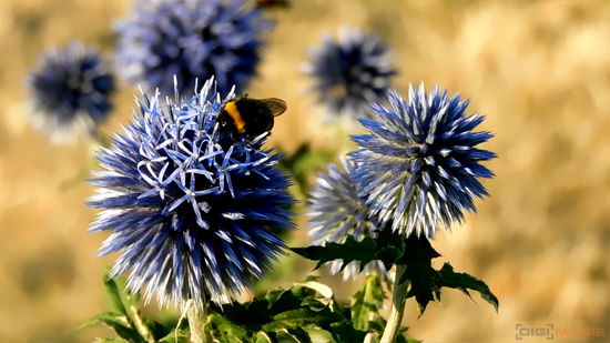 Nikon Coolpix B600: kamarád do přírody