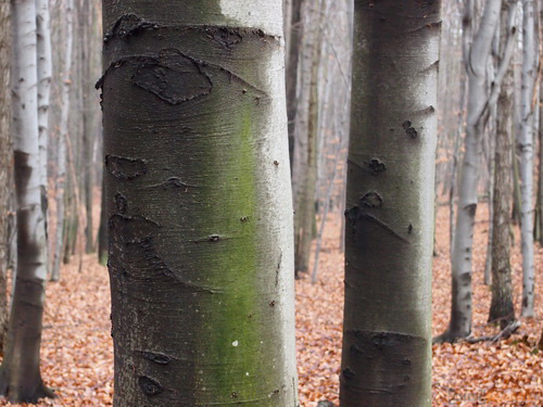 Olympus M.Zuiko Digital 14-42mm 1:3,5-5,6 II R