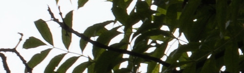 Panasonic Lumix S Pro 70-200mm F4 O.I.S.