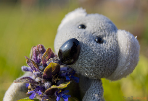 Fotíme s Koalou: Makro a telemakro