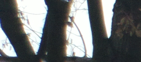 Nokia Lumia 1020 vs. 808 PureView