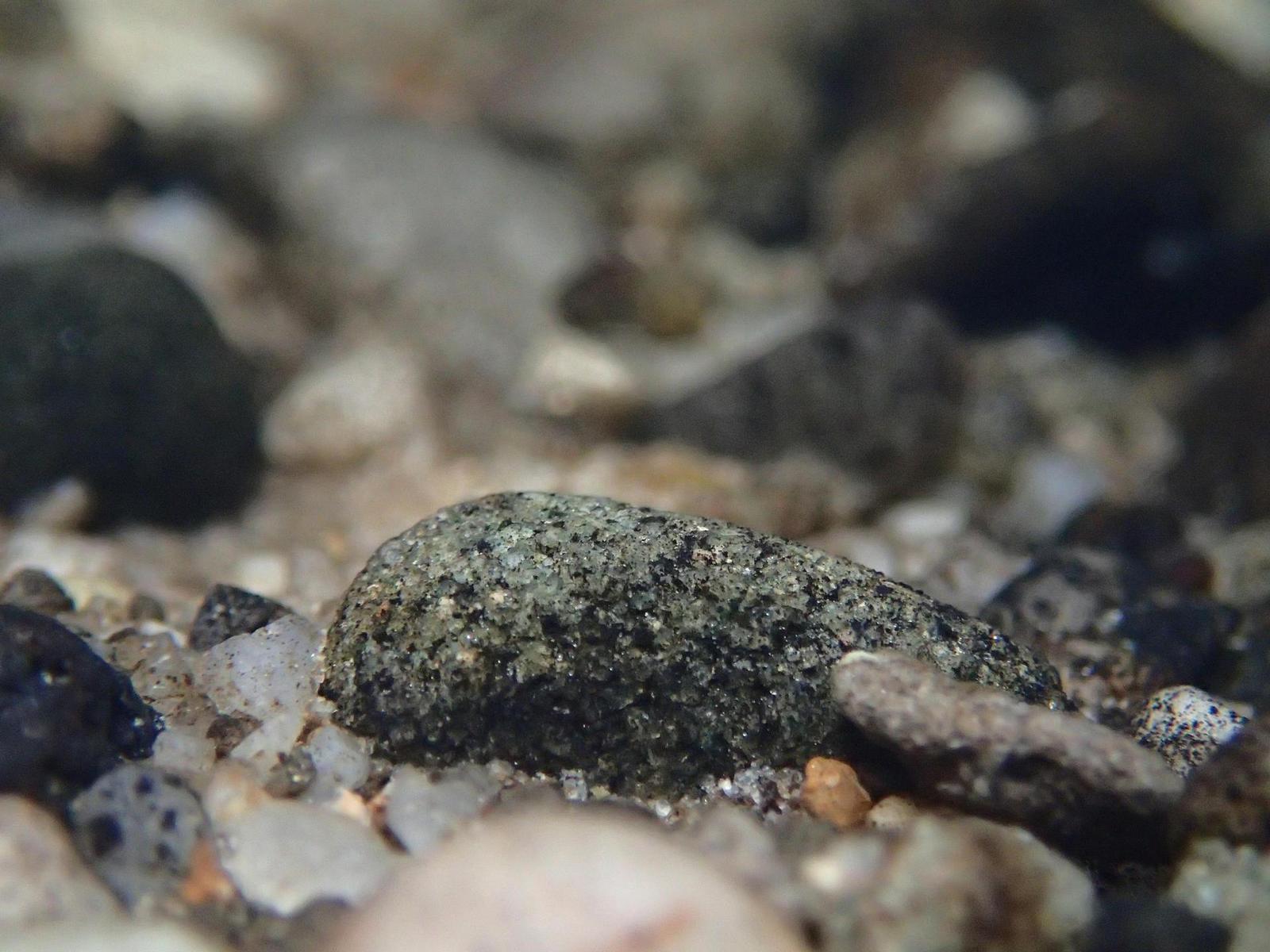 Olympus TG-1 iHS: nejen entomologův sen