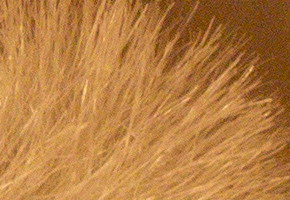 Sony NEX-C3: drobek s velkým srdcem