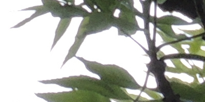 Nikon Coolpix P510: lovec rekordů