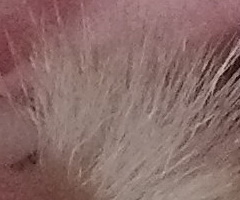 Nokia N86 8MP: s objektivem od profíka