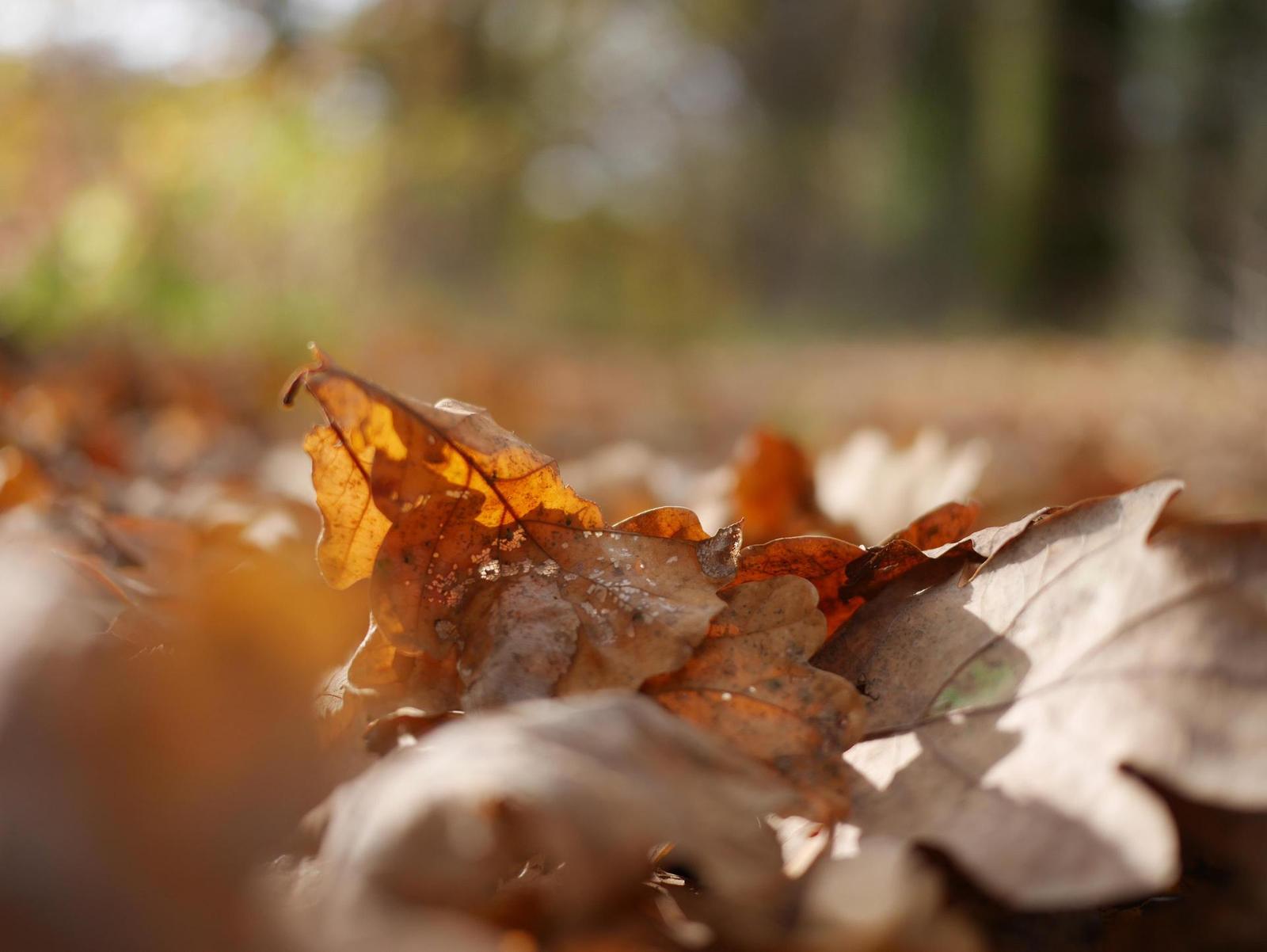 Panasonic Lumix G 20mm/F1.7 II ASPH.