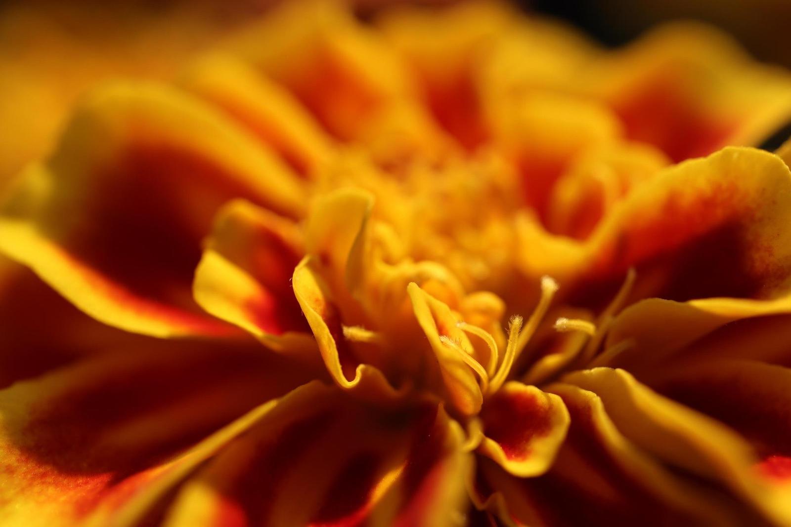 Canon EF-M 28mm f/3.5 Macro IS STM