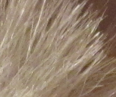 Canon PowerShot SX210 IS: s překvapivou zbraní