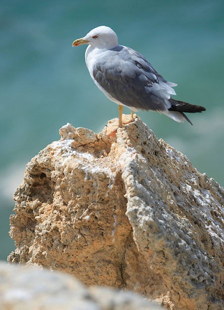 Obrázky z Algarve: I.