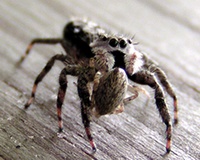 Tip Digimanie pro 50. týden roku 2005: Web Macrophotography.org