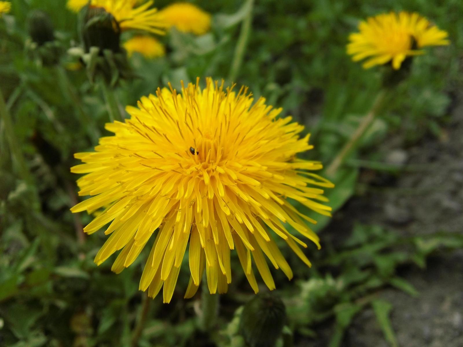 Sony Bloggie Touch: videokamera fotoaparátem?