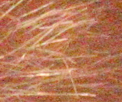 Canon EOS 500D: povedený pokračovatel rodu