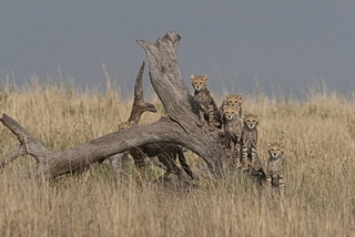 Nik Color Efex Pro 4: oblíbené filtry počtvrté