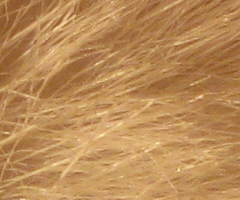 Canon PowerShot A1000 IS: ve stínu předchůdce