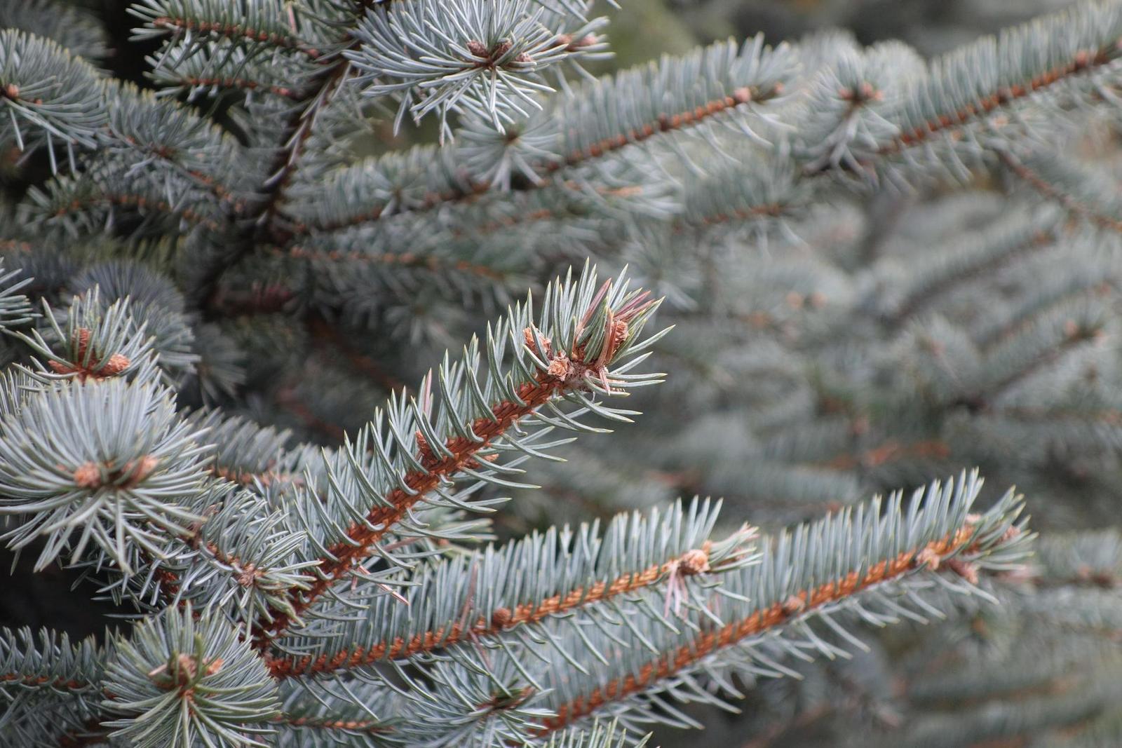 DSLR vs kompakt: Canon EOS 1200D s 18-55mm, Sony RX100