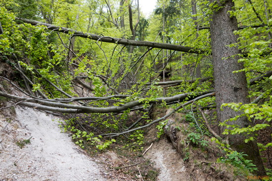 Koala cestuje: Slovinsko 2. díl (Bledské a Bohinjské jezero)