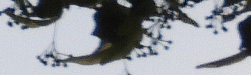 Nikon Coolpix B700: přírodovědec