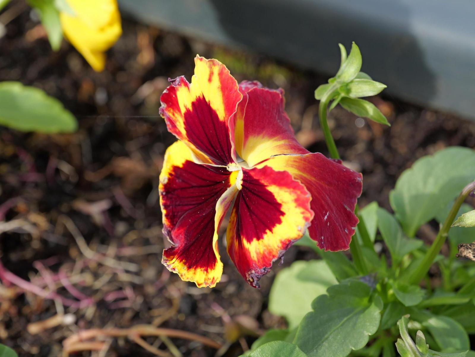 Panasonic Lumix G9 II: foťák pro fotografy, který potěší i kameramany