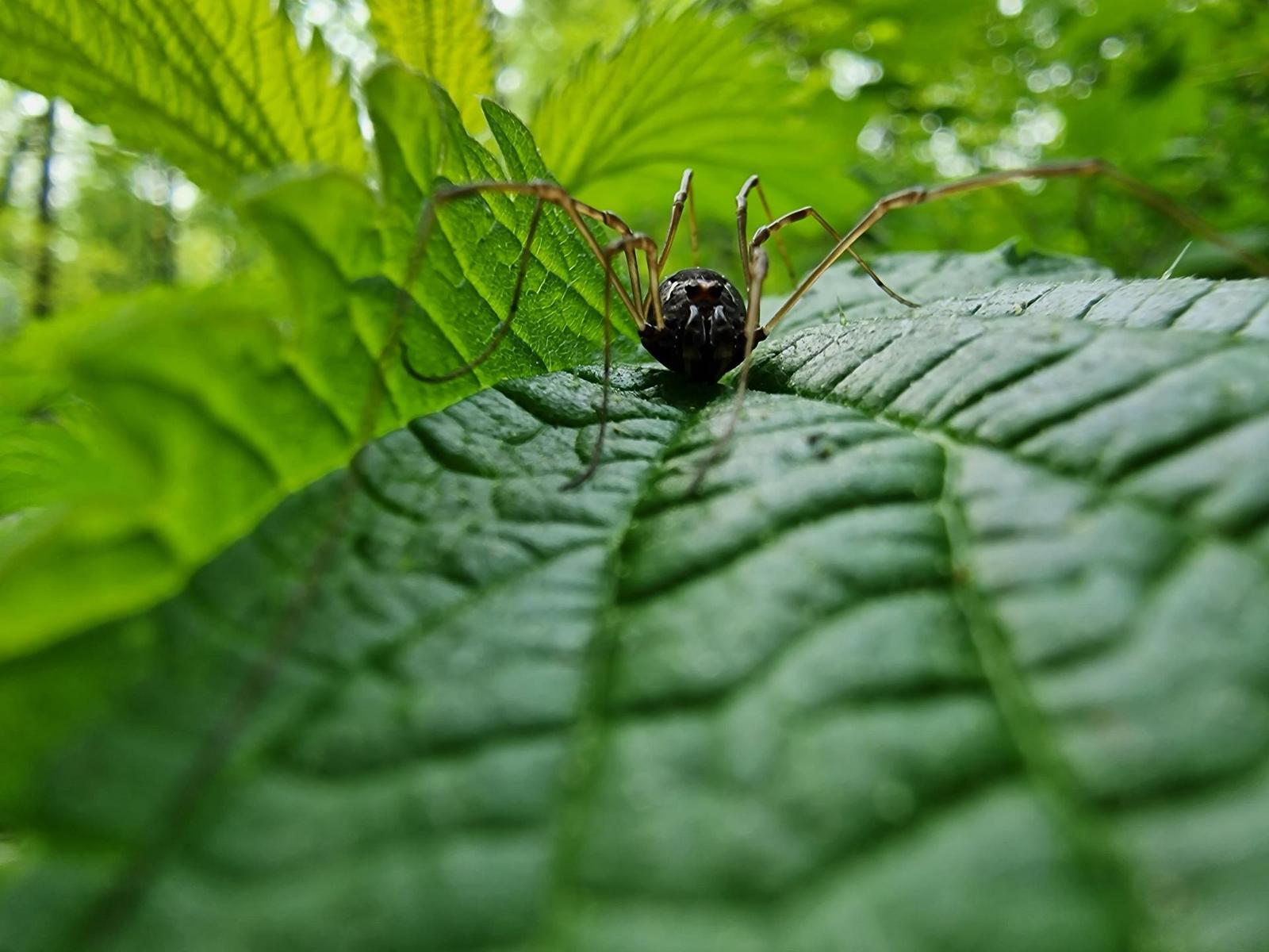 Samsung Galaxy S22 Ultra: pětioký fotografický král?