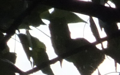 Fujifilm FinePix HS20EXR: důstojný nástupce