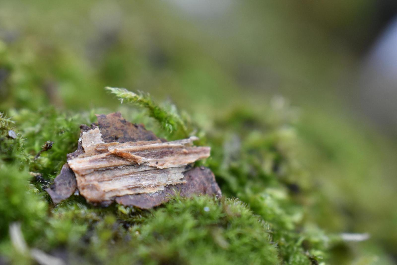 Nikon AF-P NIKKOR 18-55mm f/3.5-5.6G VR