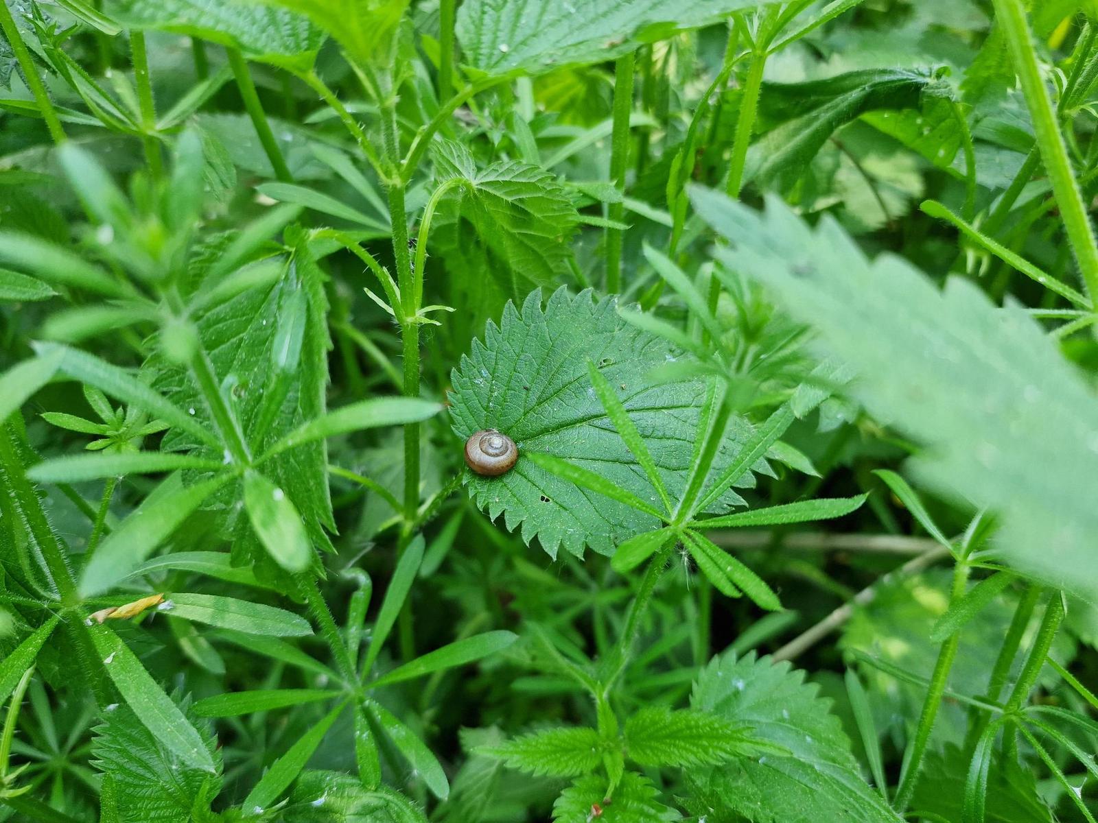 Samsung Galaxy S22 Ultra: pětioký fotografický král?