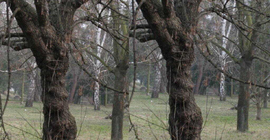 Srovnání 2 objektivů: profesionální Sigma vs. setový Canon