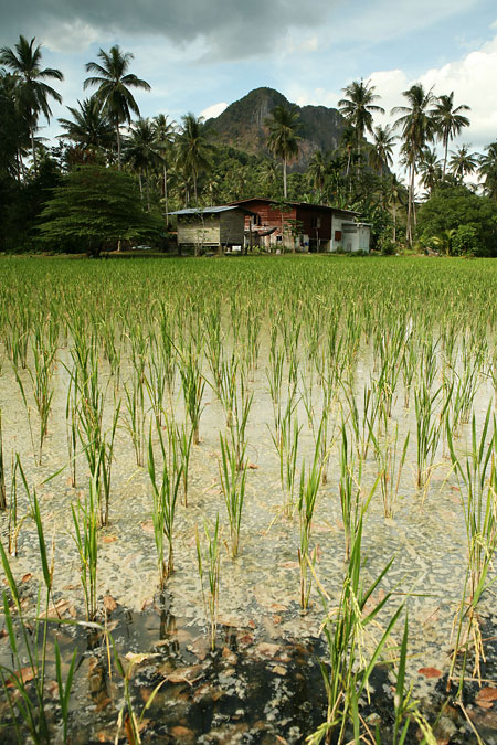 S fotoaparátem po Thajsku: II.