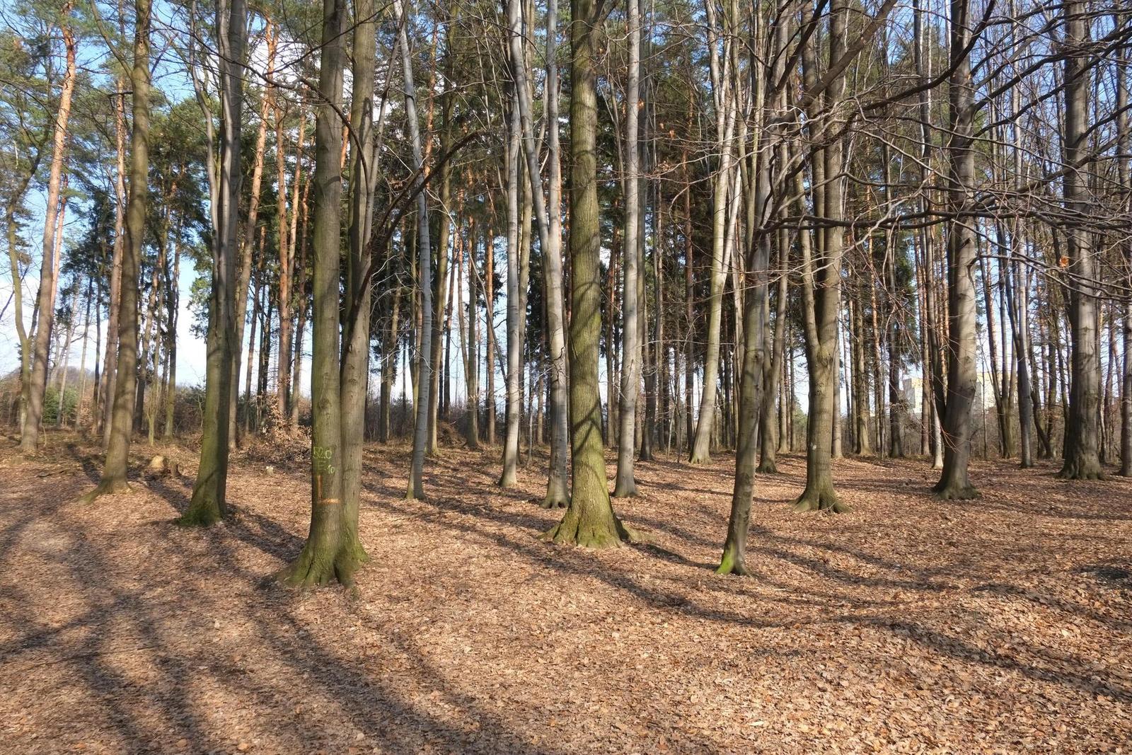 Fujinon XF 18mm f/2R