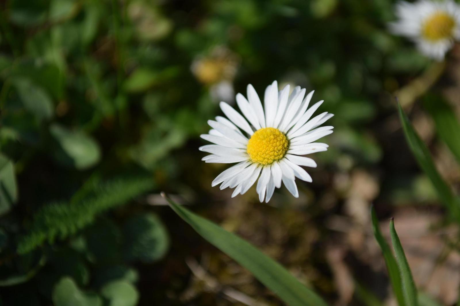 Nikon D5300: bezdrátový DSLR turista