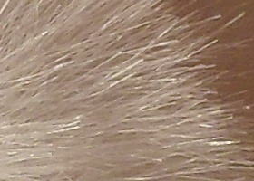 Samsung PL210: levně s grácií